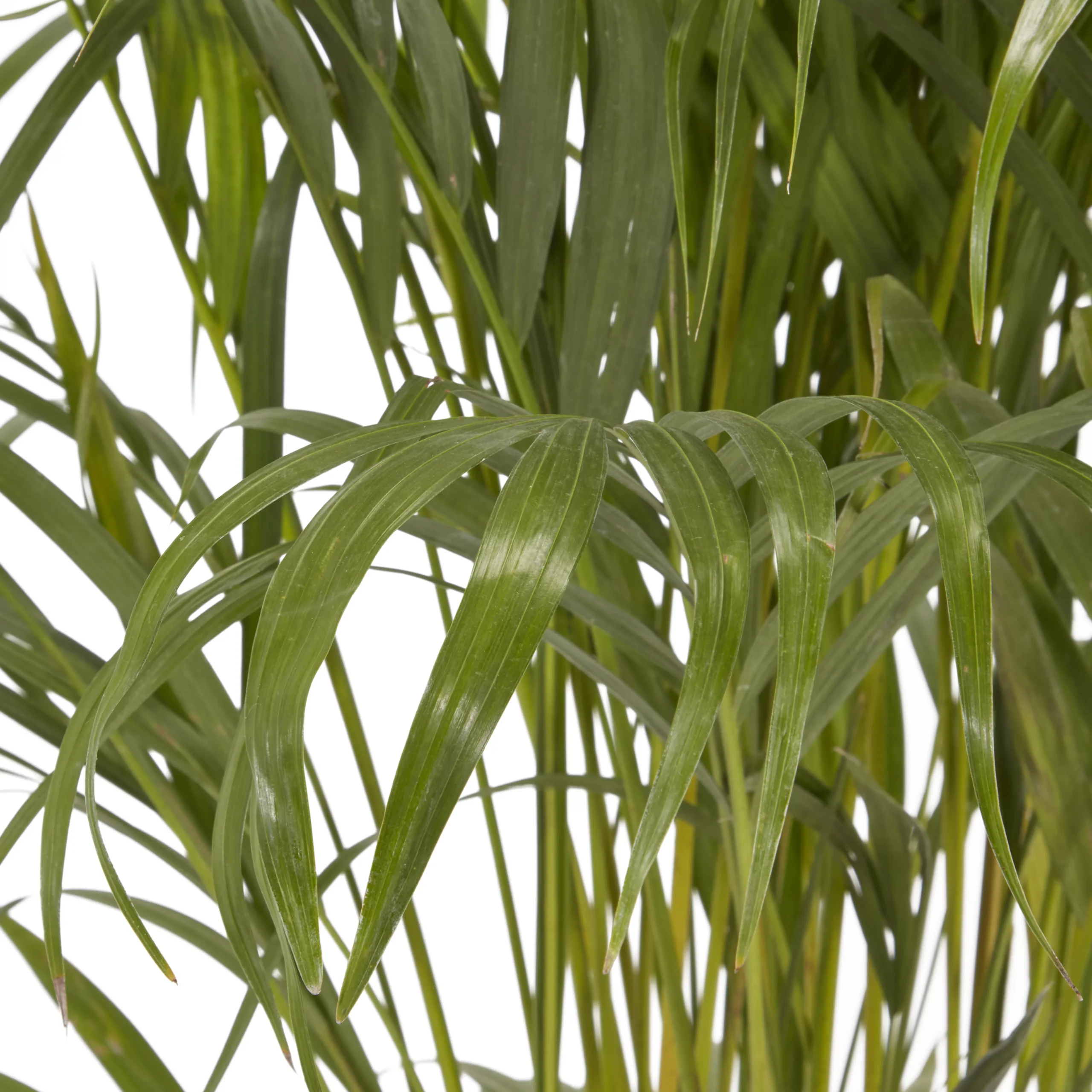 Butterfly Palm In 24cm Terracotta Plastic Grow Pot 2 Butterfly Palm In 24cm Terracotta Plastic Grow Pot - Image 2