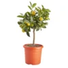 Citrus In 14cm Orange Plastic Grow Pot