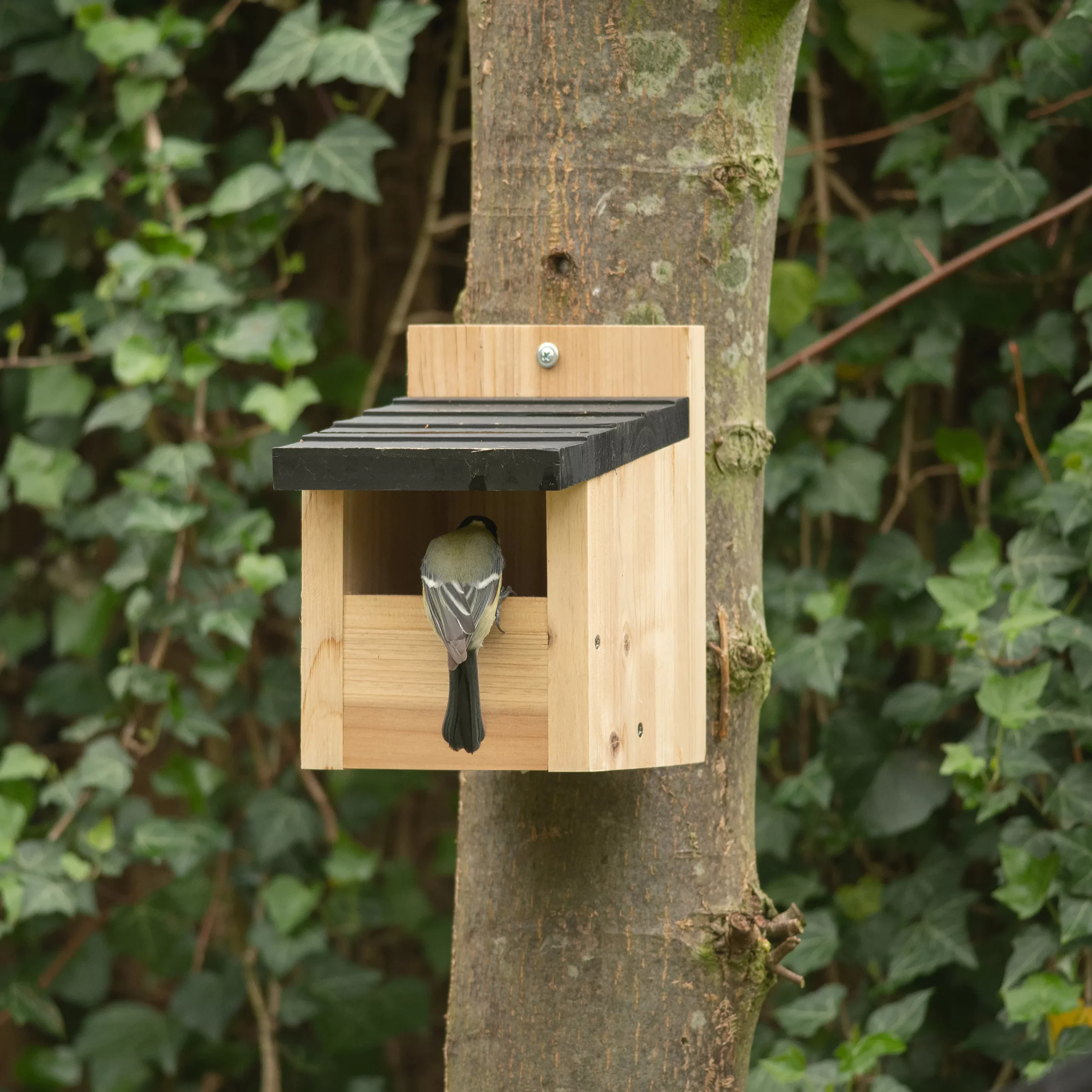 CJ Wildlife Viborg Natural Nest Box 3 CJ Wildlife Viborg Natural Nest Box - Image 3