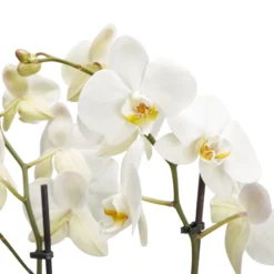 Double Stem Moth Orchid In 12cm Clear Plastic Grow Pot -Outdoor Living Sales Store double stem moth orchid in 12cm clear plastic grow pot3663602462873 36c bq