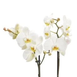 Double Stem Moth Orchid In 12cm Clear Plastic Grow Pot -Outdoor Living Sales Store double stem moth orchid in 12cm clear plastic grow pot3663602462873 37c bq
