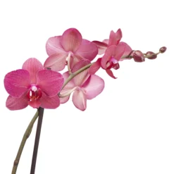 Double Stem Moth Orchid In 12cm Clear Plastic Grow Pot -Outdoor Living Sales Store double stem moth orchid in 12cm clear plastic grow pot3663602462873 38c bq