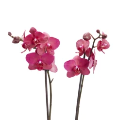 Double Stem Moth Orchid In 12cm Clear Plastic Grow Pot -Outdoor Living Sales Store double stem moth orchid in 12cm clear plastic grow pot3663602462873 39c bq