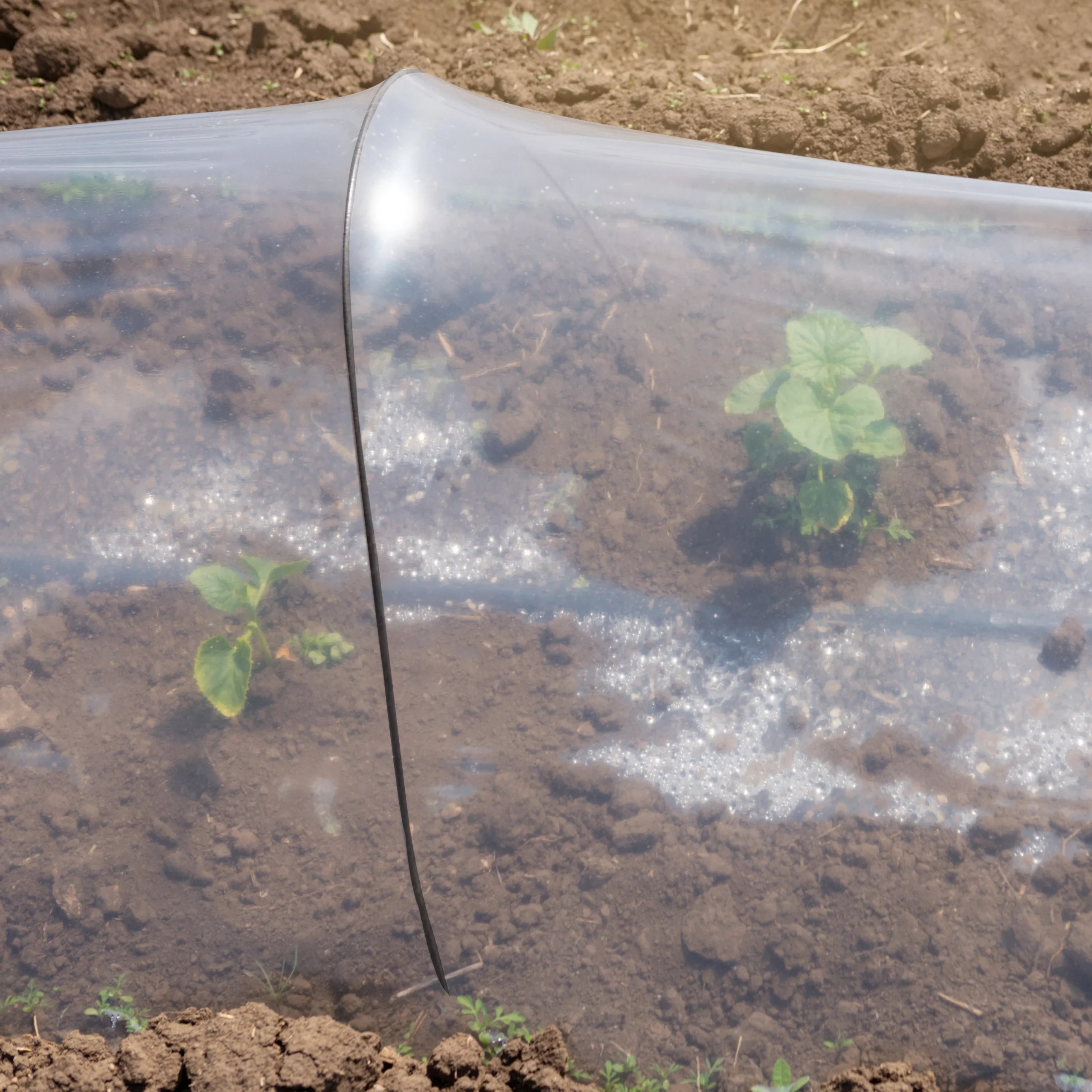 Panacea Steel Curved Plant Cloche Support (L)55cm (Dia)100cm, Pack Of 3 2 Panacea Steel Curved Plant Cloche Support (L)55cm (Dia)100cm, Pack Of 3 - Image 2