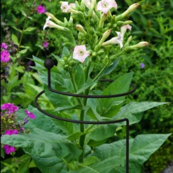 Outdoor Living Sales Store -Outdoor Living Sales Store panacea steel single stem plant support l 130cm dia 20cm0093432825426 01i bq