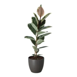 Rubber Plant In 24cm Assorted Ceramic Decorative Pot -Outdoor Living Sales Store rubber plant in 24cm assorted ceramic decorative pot5059340827810 22c