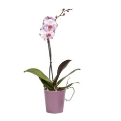 Single Stem Orchid In 12cm Assorted Ceramic Decorative Pot 10 Single Stem Orchid In 12cm Assorted Ceramic Decorative Pot -Outdoor Living Sales Store single stem orchid in 12cm assorted ceramic decorative pot3663602462941 22c bq