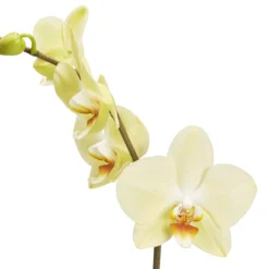 Single Stem Orchid In 12cm Assorted Ceramic Decorative Pot 11 Single Stem Orchid In 12cm Assorted Ceramic Decorative Pot -Outdoor Living Sales Store single stem orchid in 12cm assorted ceramic decorative pot3663602462941 36c bq