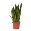 Snake Plant In 25cm Plastic Pot