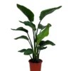 Strelitzia In 21cm Terracotta Plastic Grow Pot