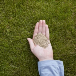 Verve Easy Start Coated Grass Seeds, 1.5kg -Outdoor Living Sales Store verve easy start coated grass seeds 1 5kg3663602947493 01i