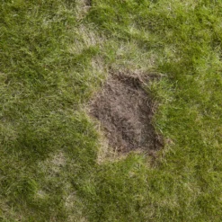 Verve Easy Start Coated Grass Seeds, 1.5kg -Outdoor Living Sales Store verve easy start coated grass seeds 1 5kg3663602947493 04i