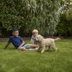 Verve Family & Sports Grass Seeds, 1.5kg 18 Verve Family & Sports Grass Seeds, 1.5kg -Outdoor Living Sales Store verve family sports grass seeds 1 5kg3663602947516 05i