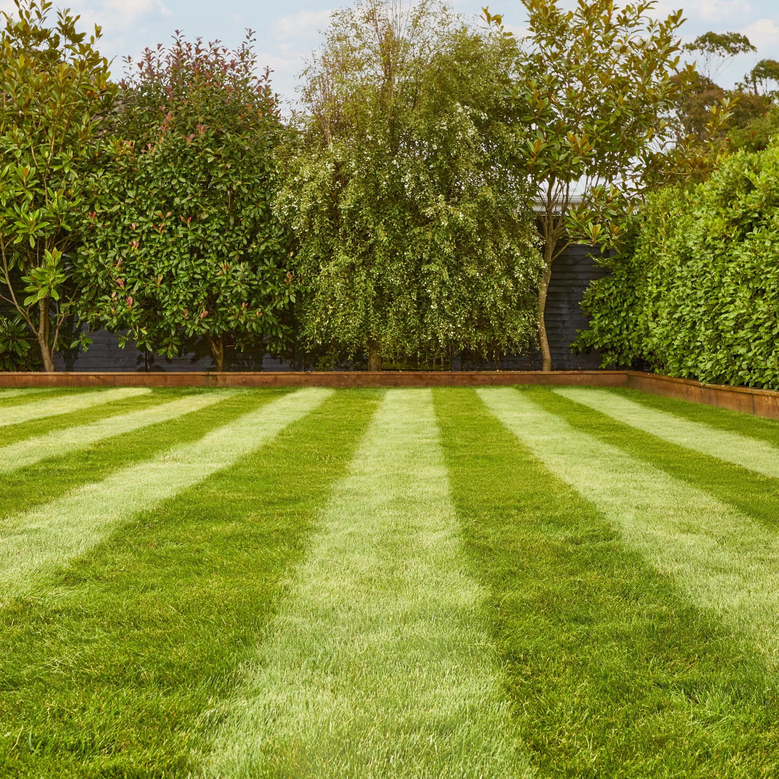 Verve Fine English Grass Seeds, 1.25kg 3 Verve Fine English Grass Seeds, 1.25kg - Image 3