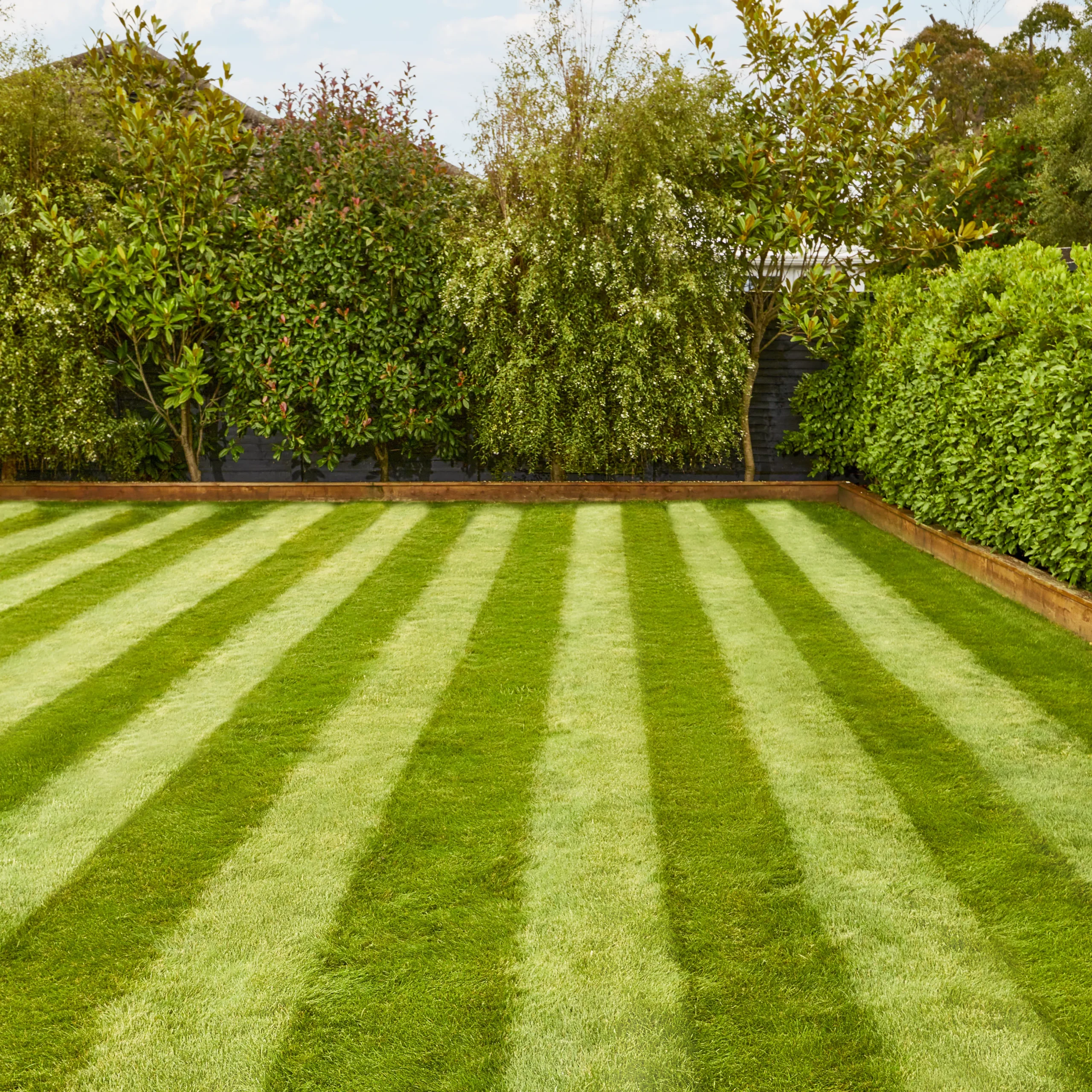 Verve Fine English Grass Seeds, 1.25kg 4 Verve Fine English Grass Seeds, 1.25kg - Image 4