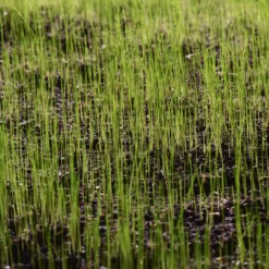 Verve Grass Seeds, 10kg 5 Verve Grass Seeds, 10kg -Outdoor Living Sales Store verve grass seeds 10kg3663602947516 10i