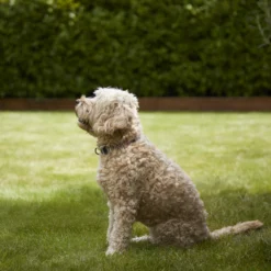 Verve Shady Grass Seeds, 1.25kg -Outdoor Living Sales Store verve shady grass seeds 1 25kg3663602947554 02i