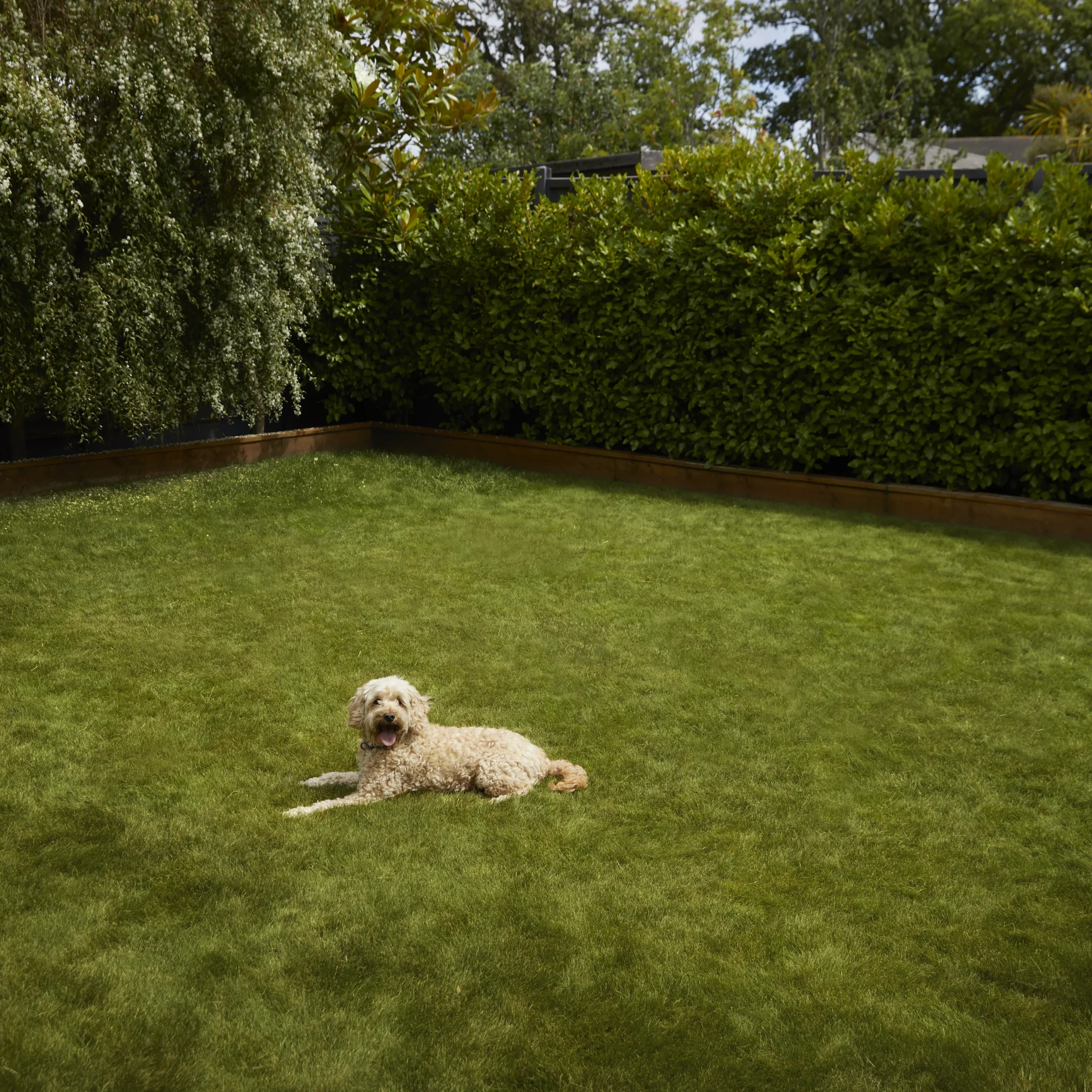 Verve Shady Grass Seeds, 5kg 4 Verve Shady Grass Seeds, 5kg - Image 4