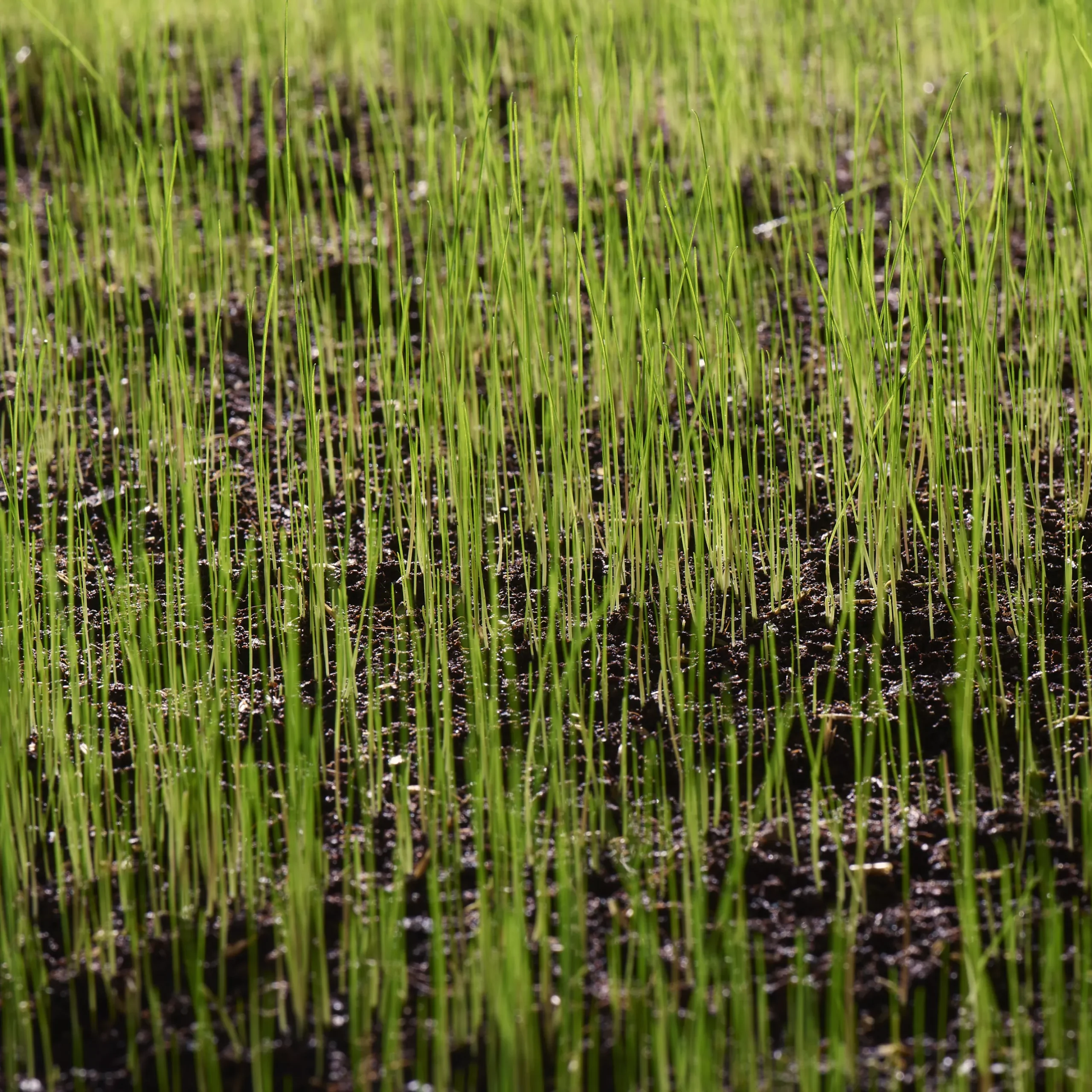 Verve Sunny Grass Seeds, 1.5kg 3 Verve Sunny Grass Seeds, 1.5kg - Image 3