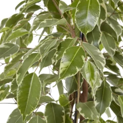 Weeping Fig In 21cm Black Plastic Grow Pot 6 Weeping Fig In 21cm Black Plastic Grow Pot -Outdoor Living Sales Store weeping fig in 21cm black plastic grow pot3663602462606 37c bq