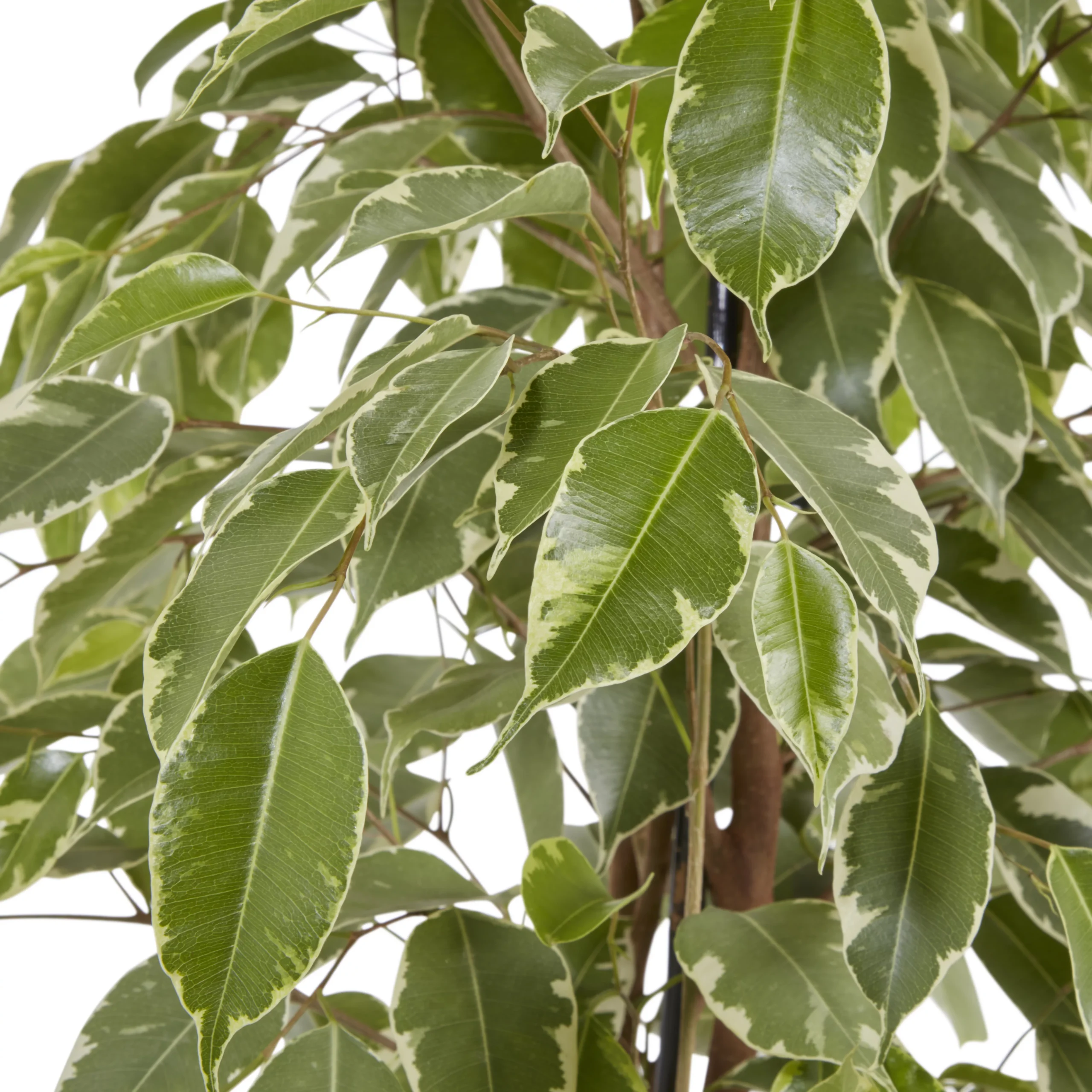 Weeping Fig In 21cm Black Plastic Grow Pot 3 Weeping Fig In 21cm Black Plastic Grow Pot - Image 3