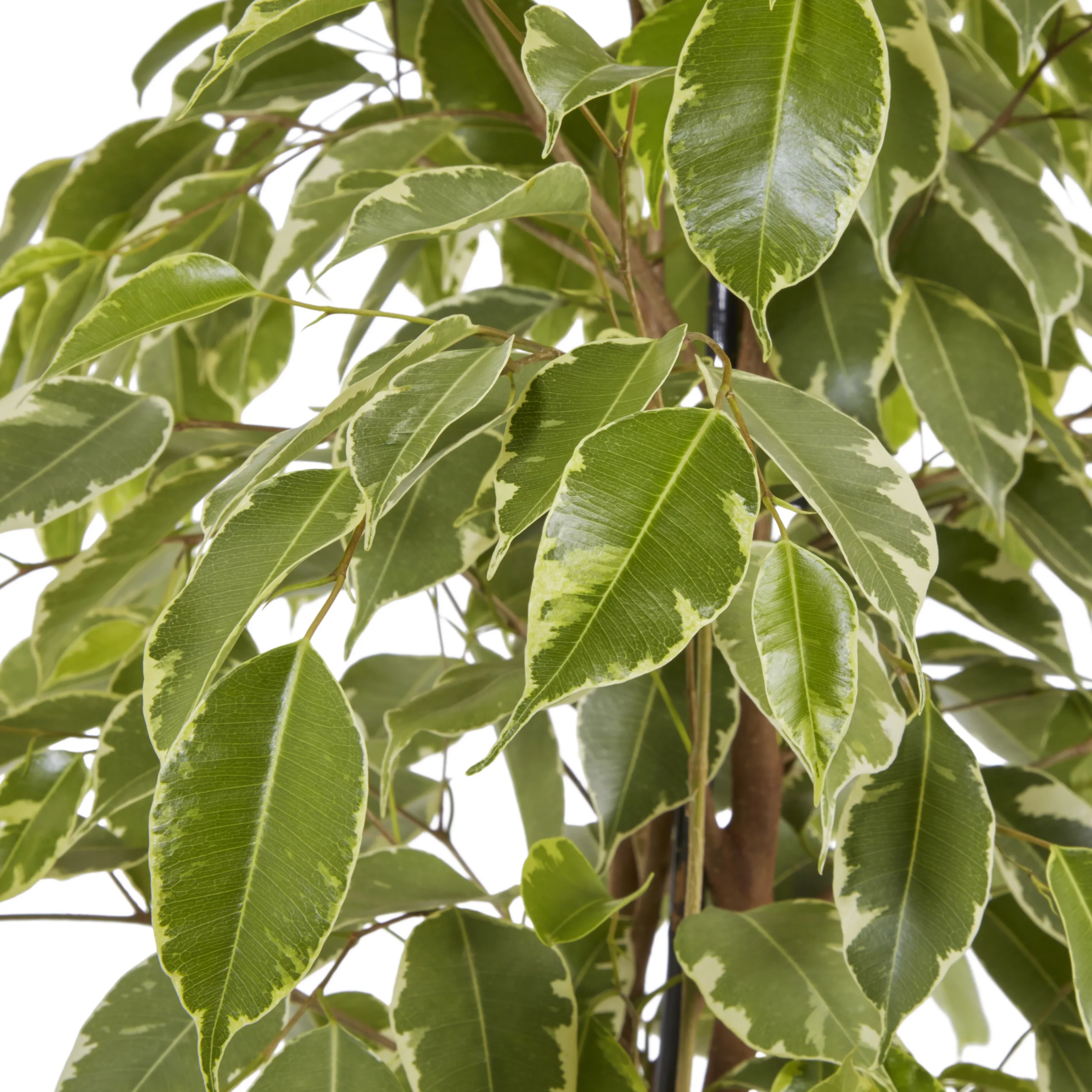 Weeping Fig In 21cm Black Plastic Grow Pot 4 Weeping Fig In 21cm Black Plastic Grow Pot - Image 4