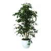 Weeping Fig In 24cm Assorted Ceramic Decorative Pot
