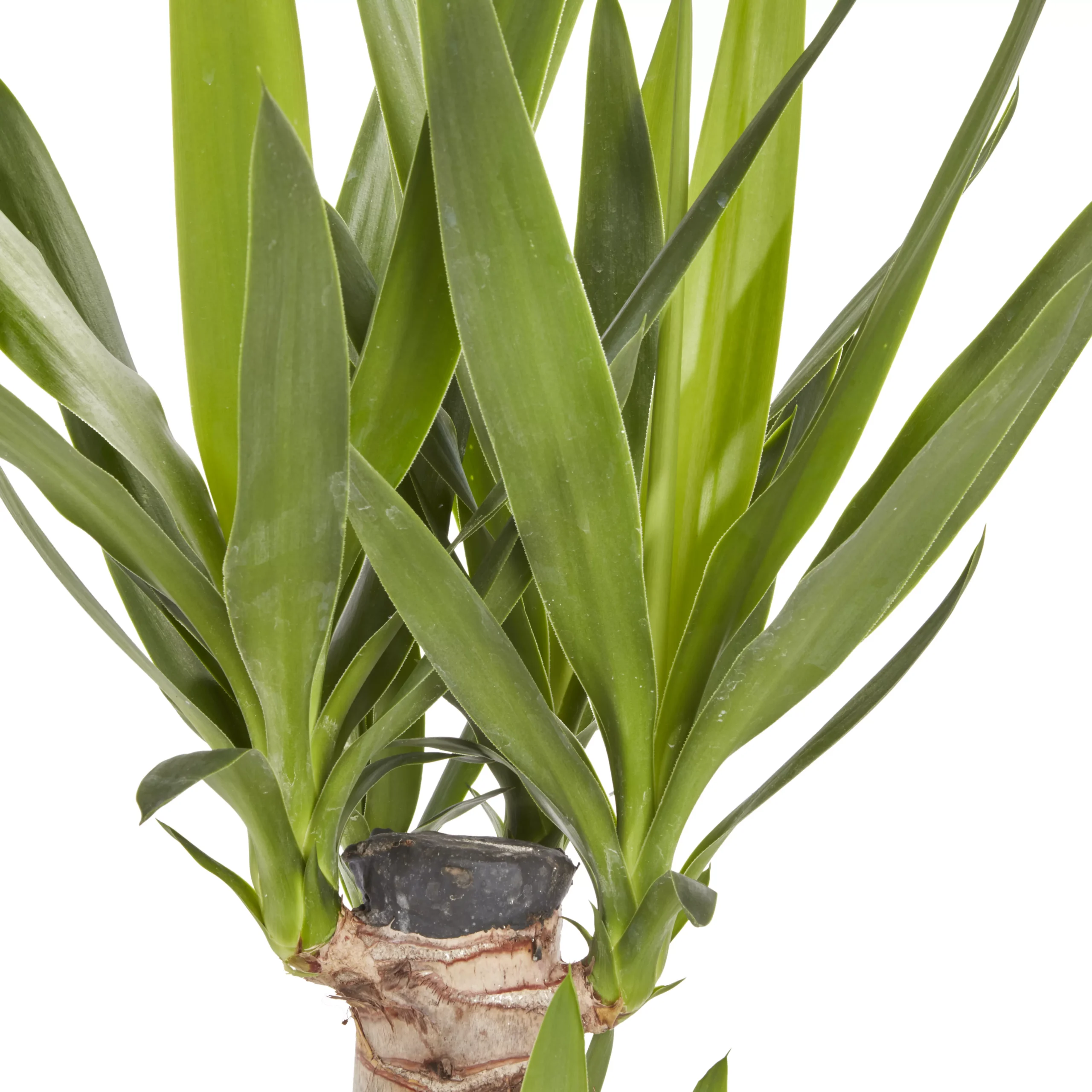 Yucca In 19cm Terracotta Plastic Grow Pot 2 Yucca In 19cm Terracotta Plastic Grow Pot - Image 2